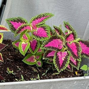 Meet your Posher, Brandi